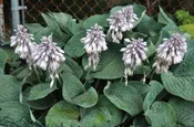 Abundant Love Hosta
