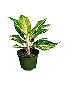Aglaonema (Chinese Evergreen)