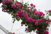 American Beauty, Climbing