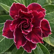 Adenium Petch Pratum (Diamond Lotus), Desert Rose, Grafted