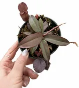 Assorted Nepenthes 4" - Pitcher Plant