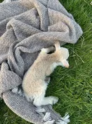Wool Blankets - Brown & White — Three Brothers Farm