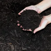 Classic Hardwood Mulch