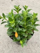 4″ Nematanthus Candy Corn