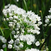 Allium neapolitanum