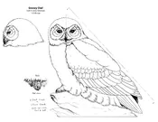 1/3 Life-Size Snowy Owl