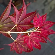 Acer palmatum 'Beni hoshi' OR 'Ruby Stars' Japanese Maple