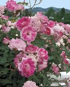 Brilliant Pink Iceberg — Weeks Roses