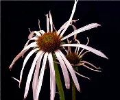 Echinacea pallida - Pale Purple Coneflower