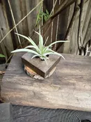 Airplant object - small — Western Hills Garden