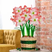 Natural Charm Amaryllis