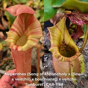 Nepenthes {Song of melancholy x [(lowii x veitchii) x boschiana]} x veitchii 'sunburst', CAR-1188 - SEED POD