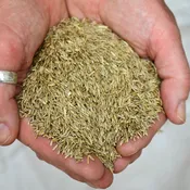 Annual Rye Grass