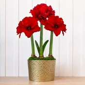 Holiday Glow Ragtime Amaryllis Trio Gift