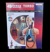 4D Human Torso