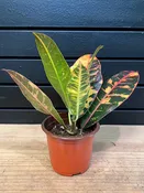 Codiaeu Petra “Croton 4” Pot — YELO APLE