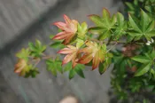 Acer palmatum 'Fujiyama'