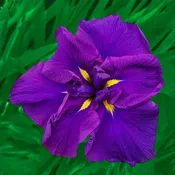 Blueberry Pie Dinner Plate Japanese Iris