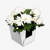 Jetwrap Mini Floral Delivery Box #600