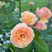 Flavorette® Honey-Apricot Rose (Rosa)