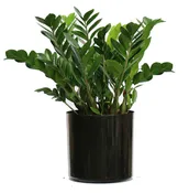 #Zamioculcas Zamiifolia (ZZ) Package- 14 inch