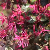 Jazz Hands Bold® White Chinese Fringe-Flower (Loropetalum)
