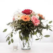 Gerbera, Gerbera, Gerbera