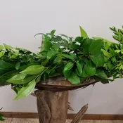 Cocculus, Nagi & Salal