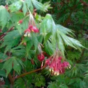 Acer Japonicum ‘Aconitifolium’