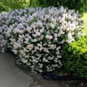 Lilac ‘president grevy’