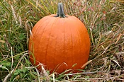 Aladdin Pumpkin (Farmore)