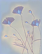 Lumen Printing Class w/ Lisa Bridges + FLATS Film Lab