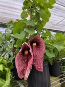 Aristolochia peruviana 'Dutchman's Pipe' — Excelsa Gardens