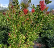 Callistemon citrinus TRELLIS
