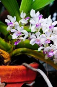Blooming Orchids of the Month
