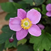 ‘September Charm’ Japanese Anemone