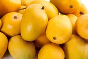 Alphonso Mango Tree (Grafted Mango Variety from Florida)