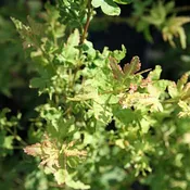 Acer palmatum 'Calico' Japanese Maple