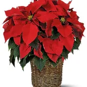 6 inch Poinsettia