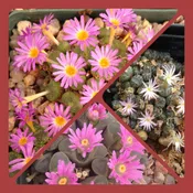 Conophytum Mixed species seeds  (CAN NOT BE SHIPPED WITH A PHYTOSANITARY  CERTIFICATE AND NO EXPORT TO AUSTRALIA) #1473.4