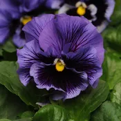 'Frizzle Sizzle Blue' Ruffled Pansy (Viola)