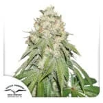 Banana Blaze Feminized By Dutch Passion Seed Company - Kind Seed Co