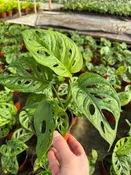 Monstera adansonii (Swiss Cheese Monstera) (4" Pot)