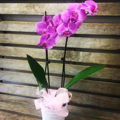 PHALAENOPSIS  ORCHID PLANT COLOR WILL VARY EACH WEEK