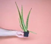 Aloe Vera