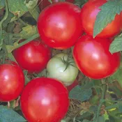 Arkansas Traveler Tomato