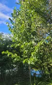 American Linden - Tilia americana