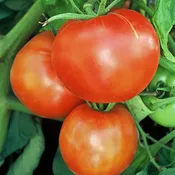 Abraham Lincoln (Regular) Tomato