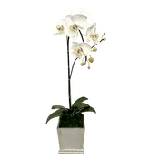 [MSP-S-ORGR] Resin Mini Square Container Silver Leaf - Artificial Orchid White & Green