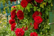 Climbing Rose Bushes